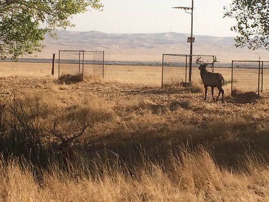 Tule Elk Reserve State Natural Reserve