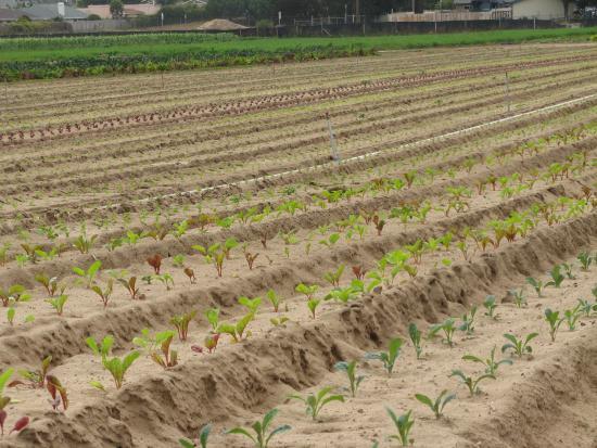 Rutiz Family Farms