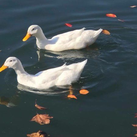 Temecula Duck Pond Park