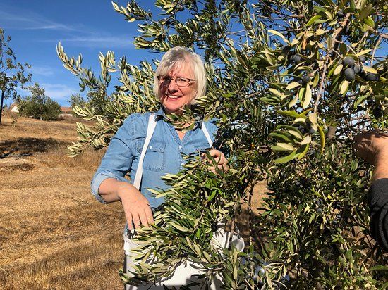 San Miguel Olive Farm