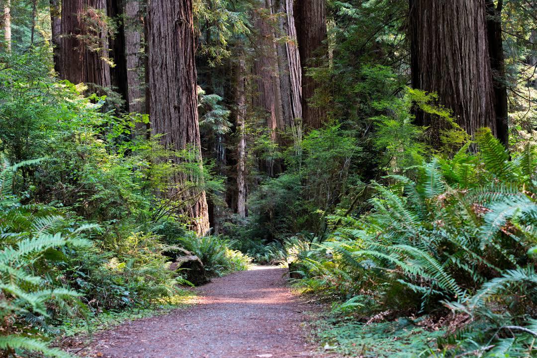 Henry Cowell Redwoods State Park