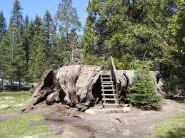 The Big Stump