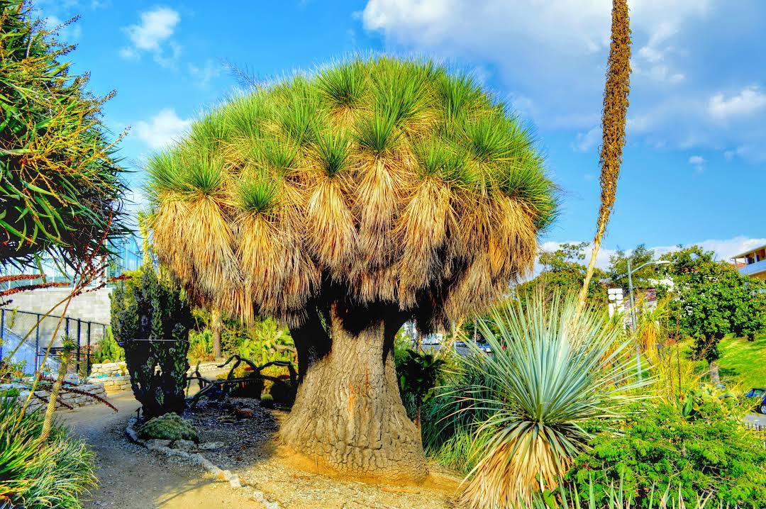 University of California Botanical Garden at Berkeley