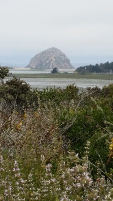 Bush Lupine Point