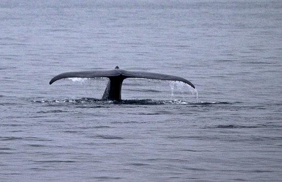2SeeWhales Harbor Breeze Cruises