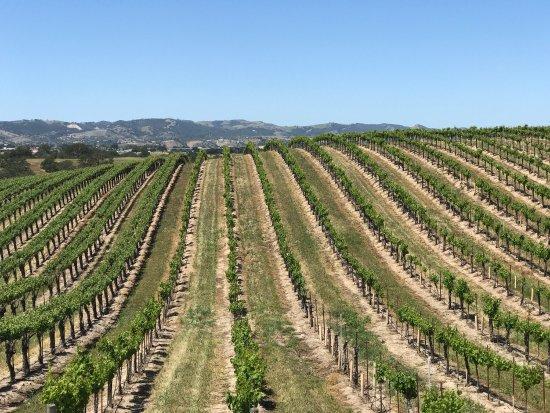 Eberle Winery