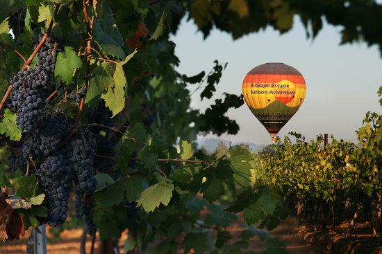 A Grape Escape Balloon Adventure