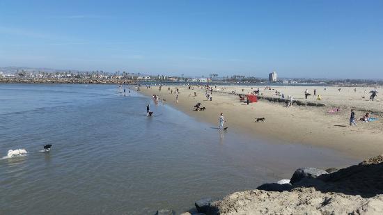 Ocean Beach Dog Beach