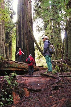 Redwood Adventures