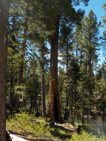 Fallen Leaf Lake Trail