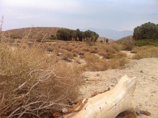 Willis Palms Trail