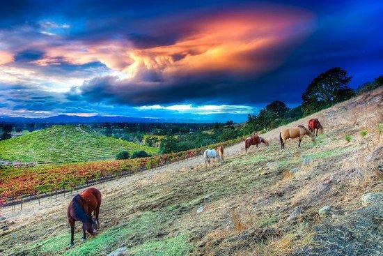 Cloverleaf Ranch