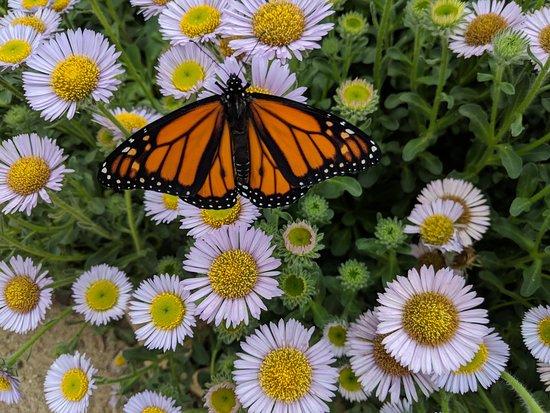Butterfly Farms