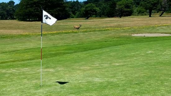 Sea Ranch Golf Course