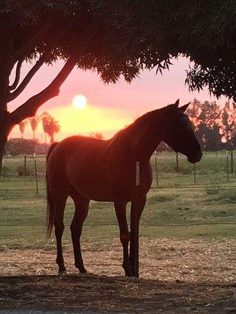 Circle T Ranch