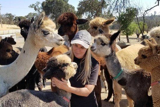 Epic Alpacas Tours