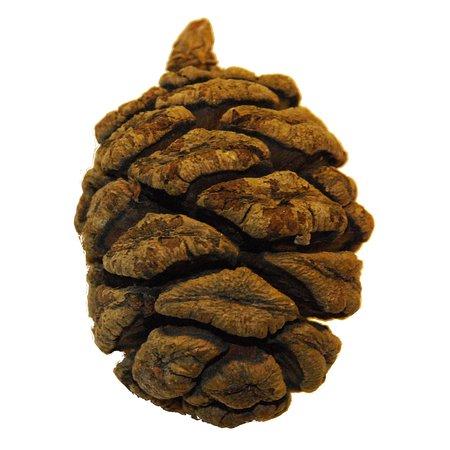 Sequoia Guides