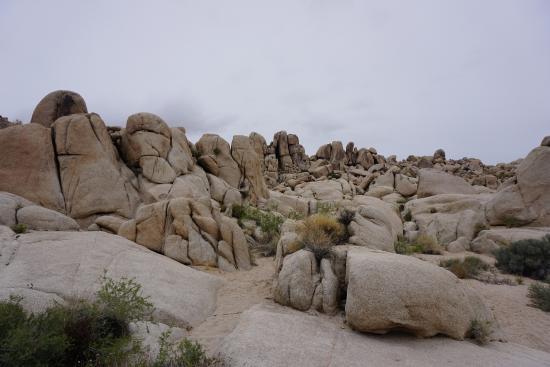 Big Wheel Jeep Tour -- Joshua Tree National Park