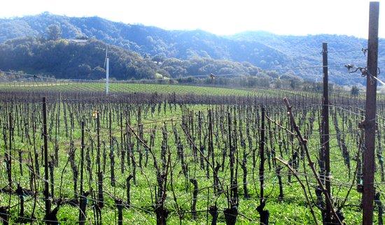 Paso Robles Wineries