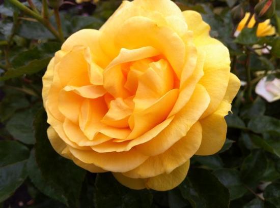 Inez Grant Parker Memorial Rose Garden