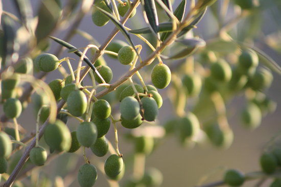 Olea Farm Olive Oil & Tasting Room