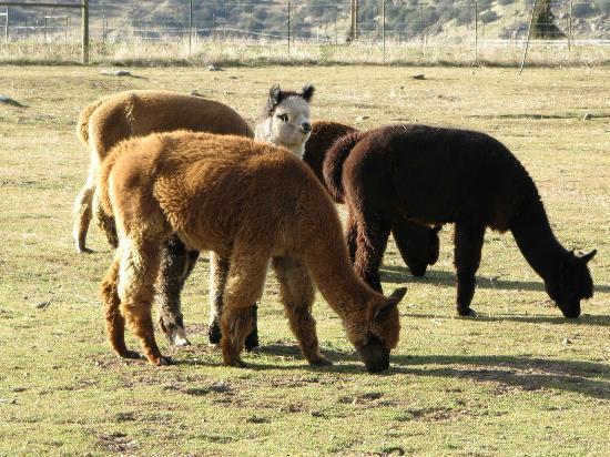Adorable Alpacas