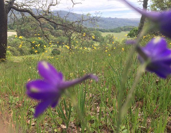Taylor Mountain Regional Park & Open Space Preserve