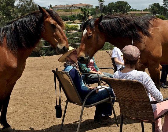Healing Horse