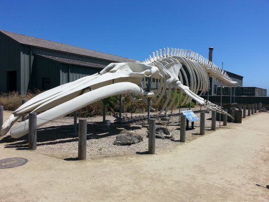 Seymour Marine Discovery Center