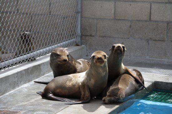 Pacific Marine Mammal Center