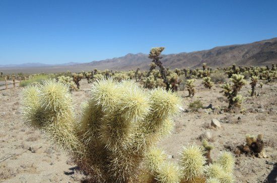Joshua Tree Ranch