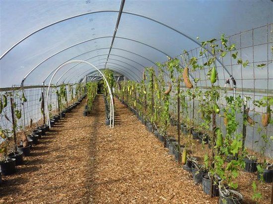 The Luffa Farm