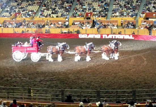 Cow Palace