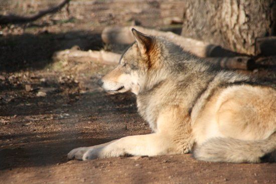 California Wolf Center