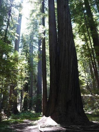 The Mendocino Tree