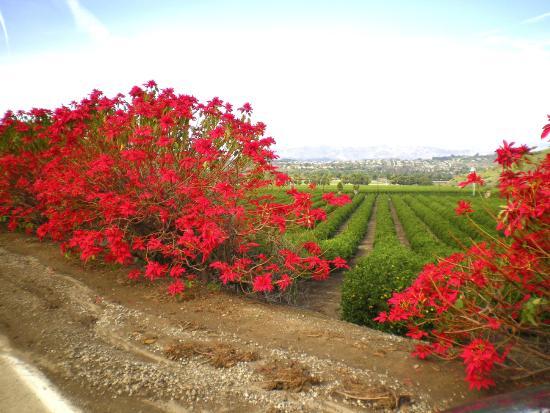 Camarillo Grove Park