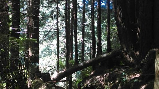 Trees of Mystery