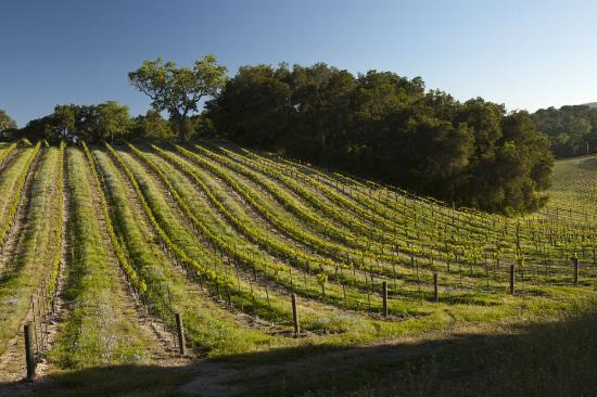 Dunning Vineyards