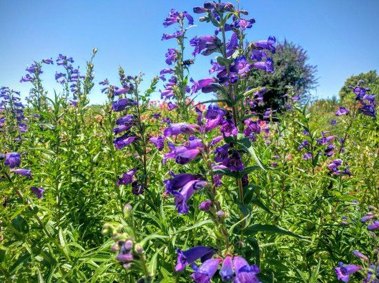 Amador Flower Farm